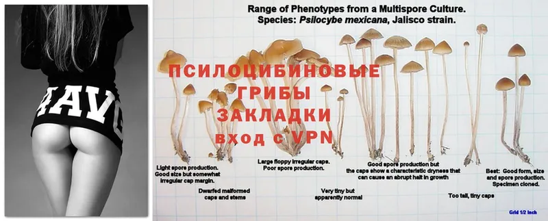 Галлюциногенные грибы прущие грибы  Дорогобуж 